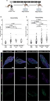 Distinct Roles of Hemocytes at Different Stages of Infection by Dengue and Zika Viruses in Aedes aegypti Mosquitoes